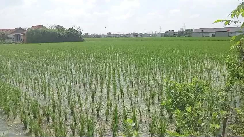 Sawah